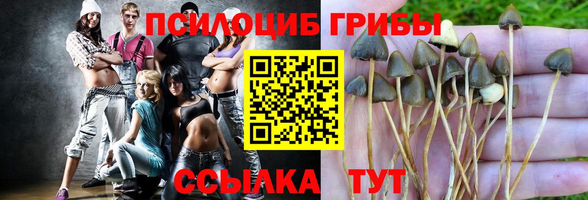 Галлюциногенные грибы Psilocybe Краснодар